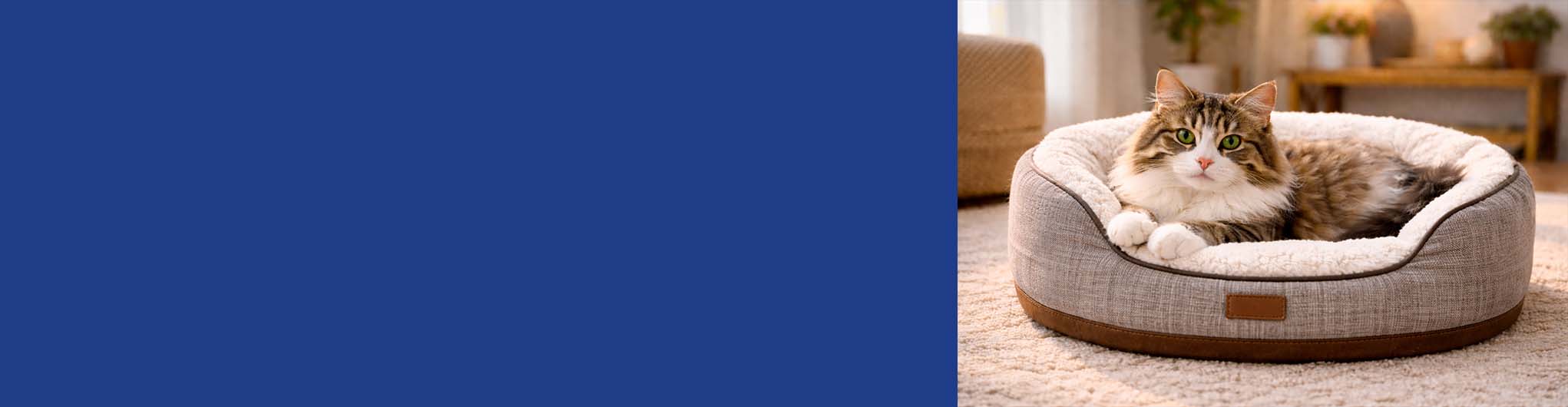 Fluffy indoor cat relaxing in a bright modern living room