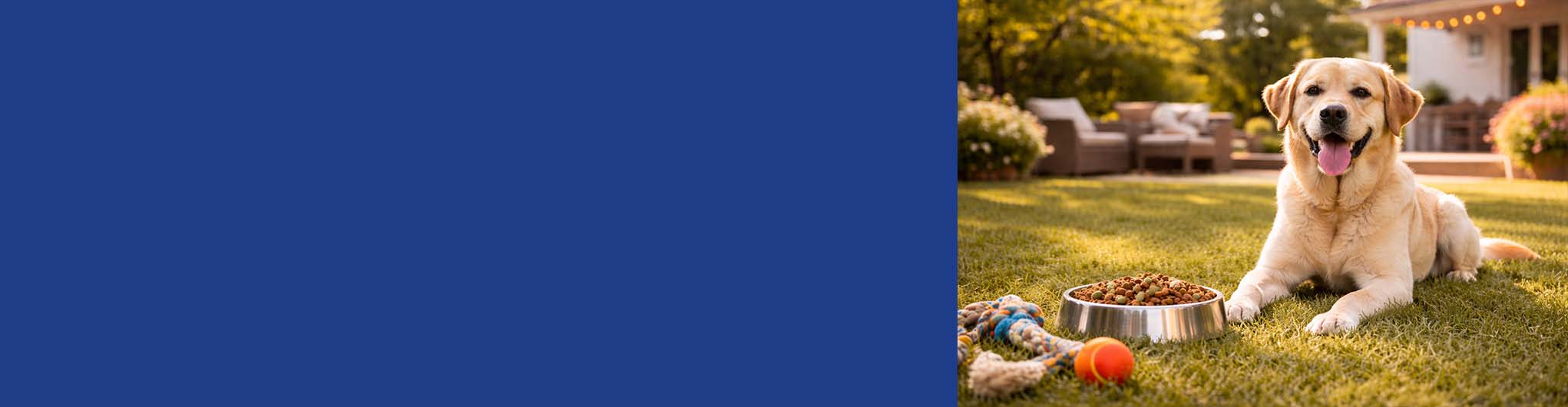 Healthy Labrador retriever enjoying premium dog food in backyard